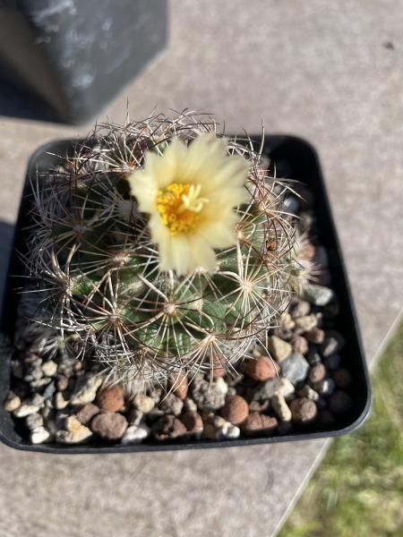Coryphantha nickelsiae